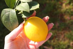 citron ambiance - VPG - HD